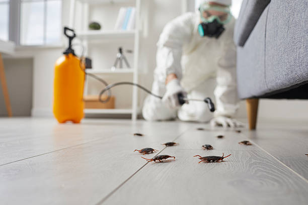 Post-Treatment Bed Bug Interceptor Monitoring in Russell